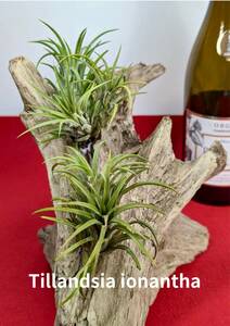 tillandsia ionanthati Ran ji I o naan ta driftwood attaching X-62