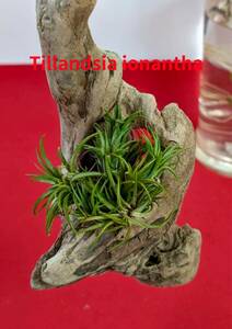 tillandsia ionantha　ティランジア　イオナンタ　流木付き　吊っておしゃれにインテリア　X-80