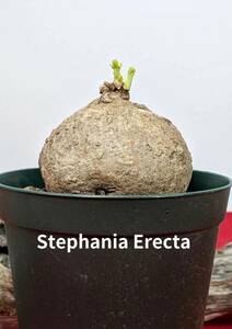 塊根植物　 stephania erecta　ステファニア　エレクタ　コーデックス　X-95