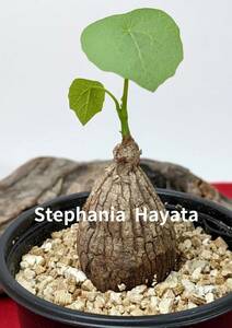 塊根植物　コーデックス　stephania hayata　ステファニア　セファランサ　ハヤタ　X-107