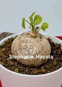 塊根植物　コーデックス　stephania hayata　ステファニア　セファランサ　ハヤタ　X-108