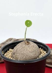 塊根植物　コーデックス　stephania erecta　ステファニア　エレクタ　X-111