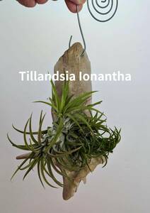 tillandsia ionantha　ティランジア　イオナンタ　流木つき　吊っておしゃれにインテリア　X-121