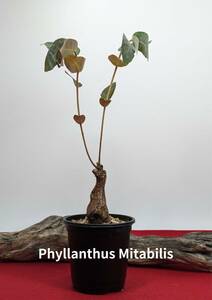 塊根植物　 phyllanthus mirabiris　フィランサス　ミラビリス　コーデックス　X-113