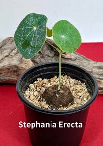 塊根植物　コーデックス　stephania erecta　ステファニア　エレクタ　X-115