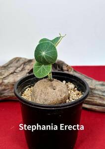 塊根植物　コーデックス　stephania erecta　ステファニア　エレクタ　X-117