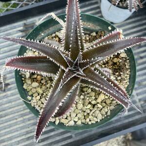  большой АО Dyckia-Marathonti Kia - марафон 