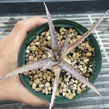 500円スタート!! Dyckia-Silverlining F1 ディッキア-シルバーライニング F1_画像4