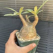 500円スタート!! Pachypodium rosulatum var. gracilius パキポディウム-グラキリス 発根済み 現地球 塊根植物 コーデックス _画像2