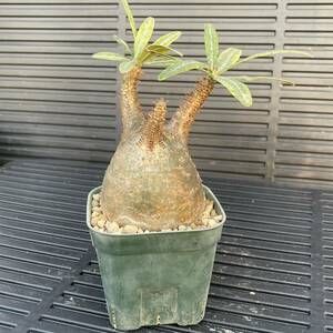 500円スタート!! Pachypodium rosulatum var. gracilius パキポディウム-グラキリス 発根済み 現地球 塊根植物 コーデックス 