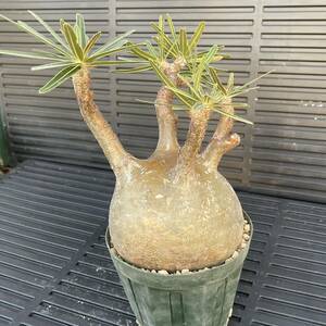 500 иен старт!! Pachypodium rosulatum var. graciliuspakipotium-gla сверло s departure корень settled . корень растения ko- Dex 