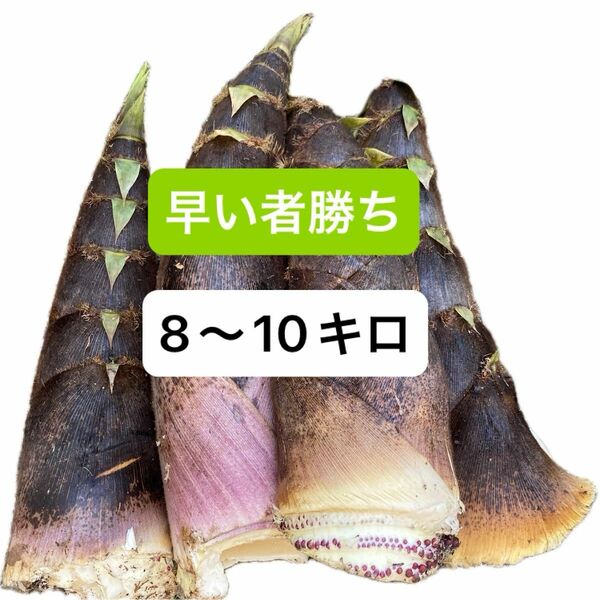 たけのこ　8〜10kg　タケノコ　筍　訳あり　