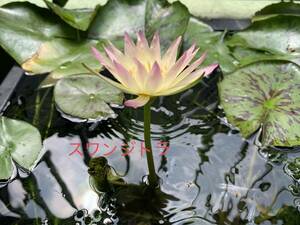 . obi water lily s one ji tiger water lily . obi . water lily biotope aquatic . obi water lily water lily water lily 