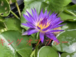 . obi водяная лилия King ob голубой водяная лилия . obi водяная лилия биотоп водный . obi . водяная лилия водяная лилия 