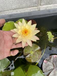  rhinoceros am Gold temperature obi water lily enduring cold . water lily water lily biotope aquatic . obi water lily water lily water lily 