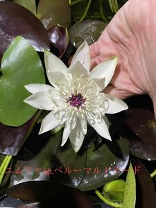 . obi water lily nimfasppe Roo maru Donna -do night . water lily . obi . water lily biotope aquatic . obi water lily water lily water lily 1