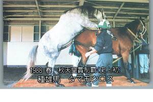 【未使用】タマモクロス　1988年　春・秋天皇賞制覇（史上初）　種雄馬　サラブレッド　交尾　競馬　競走馬　テレホンカード　テレカ30