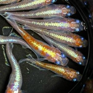 F.アマテラス　若魚　特上親種候補　現物出品　10匹