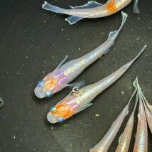 R. アマテラス　若魚　特上親種候補　現物出品　10匹_画像5