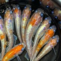 E.アマテラス×レッドクリフ紅白 若魚　特上親種候補　現物出品　10匹_画像2