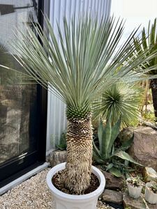 ユッカ ロストラータ Yucca rostrata ②