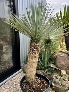 ユッカ ロストラータ Yucca rostrata ③