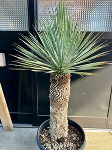  yucca Lost la-taYucca rostrata ② futoshi stock 