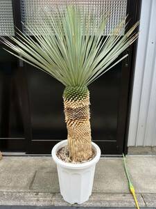 ユッカ ロストラータ Yucca rostrata ①太株