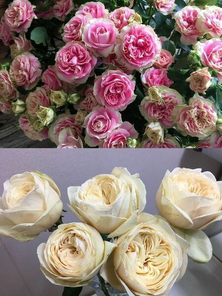 薔薇２苗　開花株　花付き