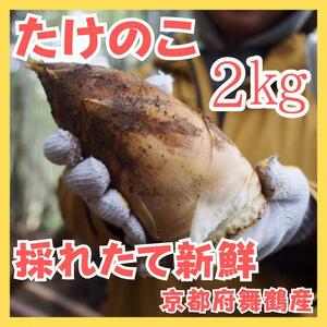 訳あり！甘い！無添加天然 竹の子 筍 たけのこ タケノコ 2kg 期間限定！