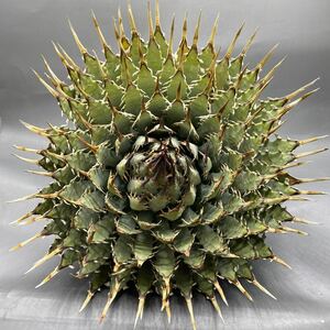 S0521-1 [ large stock ]... shape thickness meat . bending . agave yutaensisAgave utahensis succulent plant large stock 