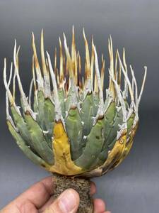 S0419-46[ super carefuly selected ]... shape thickness meat . bending . agave yutaensisAgave utahensis beautiful stock long... collection stock 