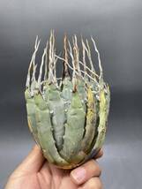 S0430-43【厳選】陽炎蕾形厚肉粗曲棘 アガベ ユタエンシス Agave utahensis 美株 _画像2