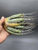 S0430-43【厳選】陽炎蕾形厚肉粗曲棘 アガベ ユタエンシス Agave utahensis 美株 _画像4