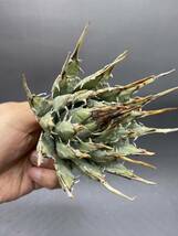 S0430-46【厳選】陽炎蕾形厚肉粗曲棘 アガベ ユタエンシス Agave utahensis 美株 _画像5