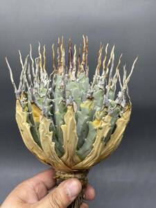 S0430-56[ super carefuly selected ]... shape thickness meat . bending . agave yutaensisAgave utahensis beautiful stock 