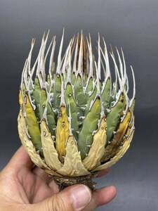 S0510-46[ super carefuly selected ][ super rare ]... shape thickness meat . bending . agave yutaensisAgave utahensis beautiful stock collection stock 