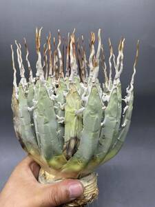 S0521-8[ super carefuly selected ]... shape thickness meat . bending . agave yutaensisAgave utahensis beautiful stock 