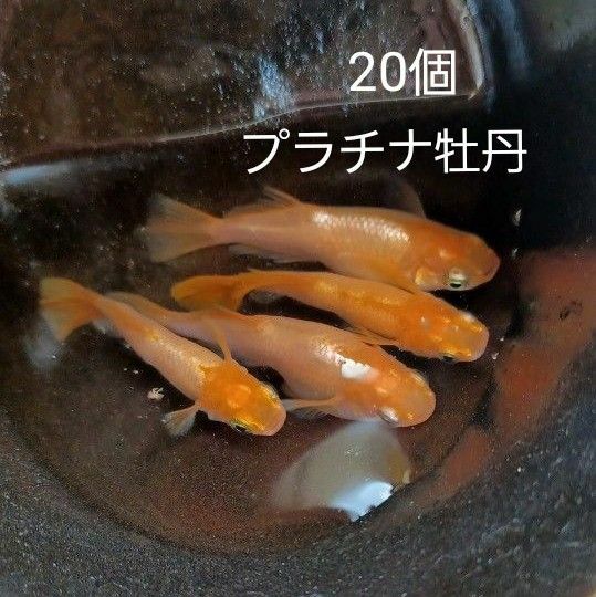 プラチナ牡丹　メダカ卵　20個+α