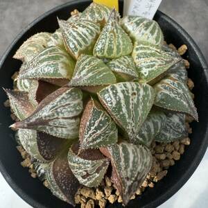 ★奈研★サボテン・多肉植物★731★ハオルシア　金斗雲の実生　Haworthia　magnifica v.splendens hyb.　約W7.8cm