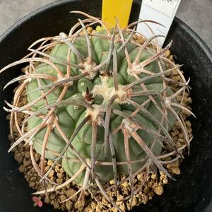 ★奈研★サボテン・多肉植物★732★ギムノカリキュウム　天平丸v．マジョール　Gymnocalycium　spegazzinii　v.major 実生　約W5.3cm