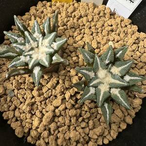 ★奈研★サボテン・多肉植物★786★アリオカルプス　黒牡丹　実生　Ariocarpus(Roseocactus)kotschoubeyanus　実生　約W2.9～3.6cm