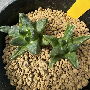 ★奈研★サボテン・多肉植物★791★アリオカルプス　　竜角牡丹　Ariocarpus　scapharostrus　実生　約W3.2～3.9cm