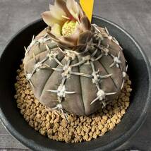 ★奈研★サボテン・多肉植物★796★ギムノカリキュウム　　怪竜丸　Gymnocalycium　ochoterenae v.paucispinum 　実生　約W6.7cm_画像1