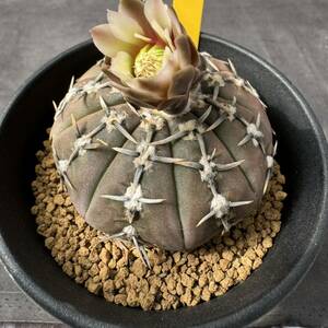 ★奈研★サボテン・多肉植物★796★ギムノカリキュウム　　怪竜丸　Gymnocalycium　ochoterenae v.paucispinum 　実生　約W6.7cm