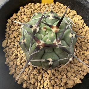 ★奈研★サボテン・多肉植物★740★ギムノカリキュウム　強刺バッテリー　　Gymnocalycium　vatteri　実生　約W4.1cm