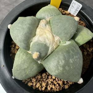 ★奈研★サボテン・多肉植物★741★アリオカルプス　大疣青磁牡丹　実生　Ariocarpus　furfuraceus v.brebitubetosus　cv.　実生　約W8.3cm