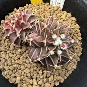 ★奈研★サボテン・多肉植物★808★ギムノカリキュウム　牡丹玉　Gymnocalycium　mihanovichii　v. friedrichii　　約W6.0cm