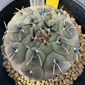 ★奈研★サボテン・多肉植物★810★ギムノカリキュウム　怪竜丸　　Gymnocalycium　ochoterenae v.paucispinum 　実生　約W5.5cm