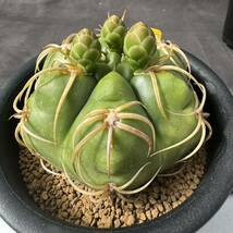 ★奈研★サボテン・多肉植物★745★ギムノカリキュウム　海王丸　実生　Gymnocalycium　denudatum cv.　実生　約W8.6cm_画像2